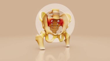 İnsan leğen kemiği anatomisi modeli gösteriliyor