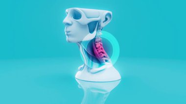 İnsan kafatası ve omurga modeli gösteriliyor