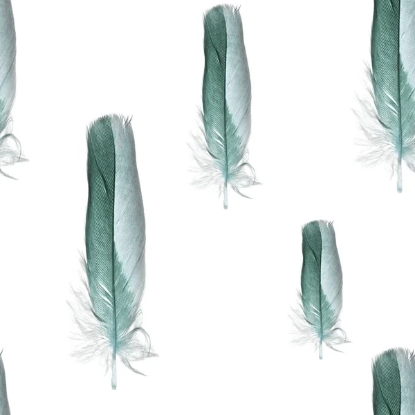 青緑色の羽のシームレス パターン — ストック写真