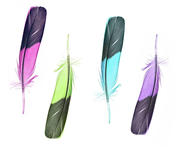 renkli tüyler tüyleri seti