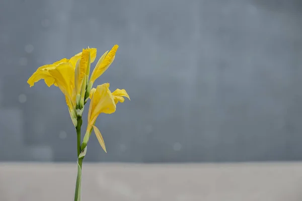 Gri arkaplanda sarı tropikal çiçek