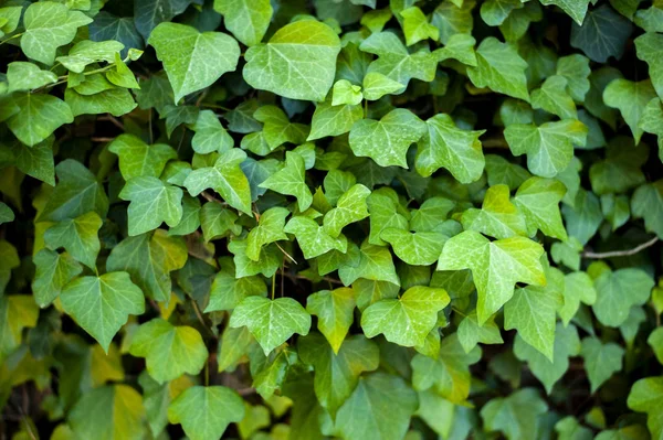 Ivy taze arka plan bırakır. Yaprak duvarı