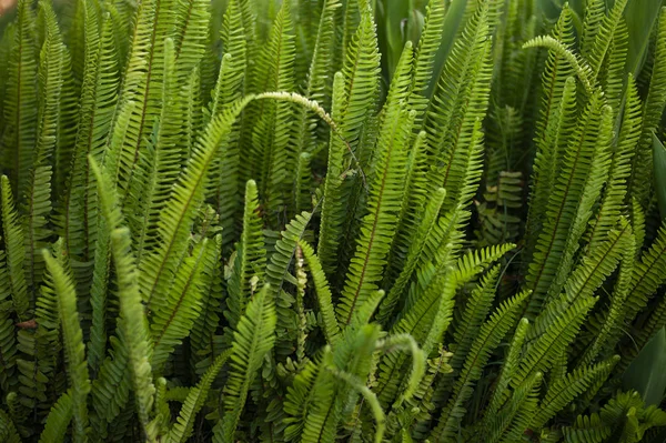 eğrelti otu görünümü arka plan yakın çekim