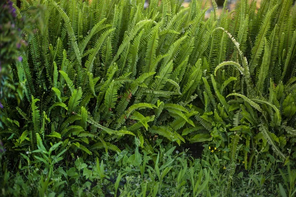 eğrelti otu taze bitkisel yeşil arka plan