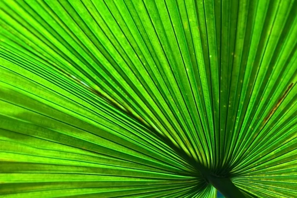 tropikal yaprak doku makro closeup arka plan