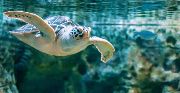 yeşil kaplumbağa (Chelnia mdas) su altında yüzer