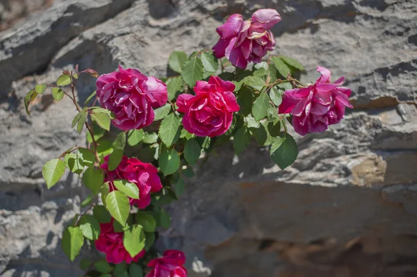 taş arka planda açan gül