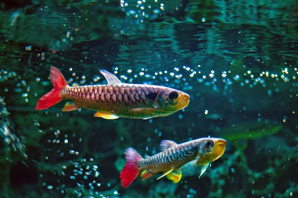 güzel tatlı su balık sualtı (Chalceus eritrotrurus)