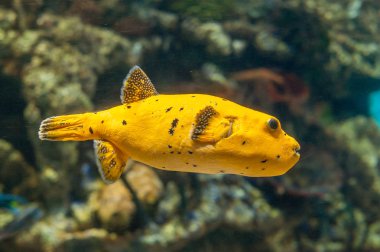 sarı tropikal balık (Arothron nigropunctatus)