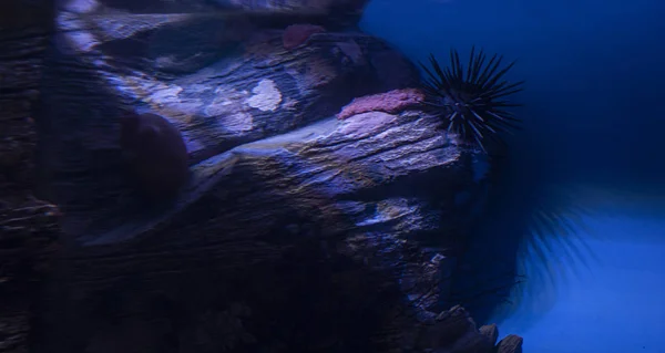 underwater dark reef background closeup