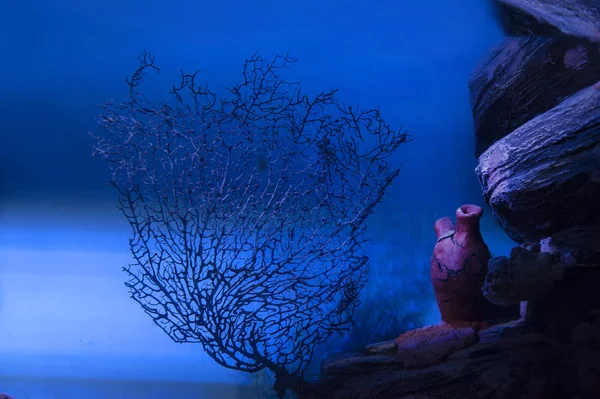 arkeoloji sualtı, deniz dalış arka plan