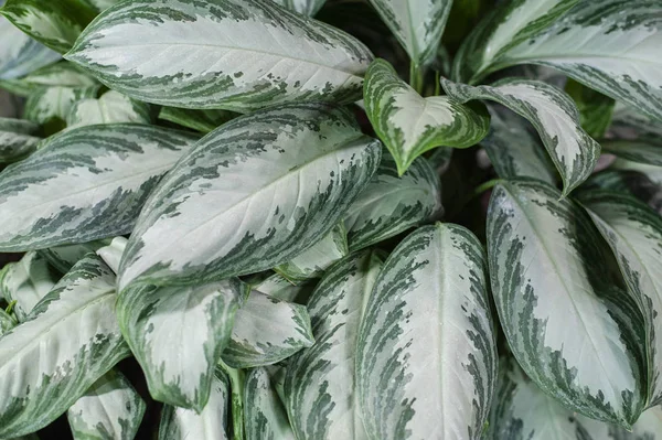 tropikal yaprak desen arka plan, gri-yeşil