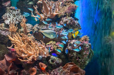 Balık ve mercan arka plan ile sualtı dünyası