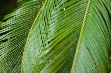 taze tropikal yaprakları doku, ritim arka plan