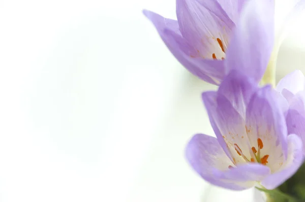 narin çiçekler makro ile tebrik kartı