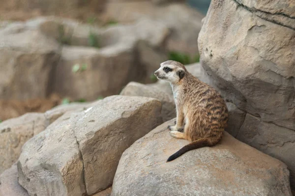 mirketler küçük firavun faresi, oturan