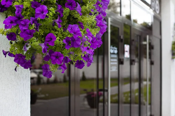 girişinde hoş geldin çiçekleri