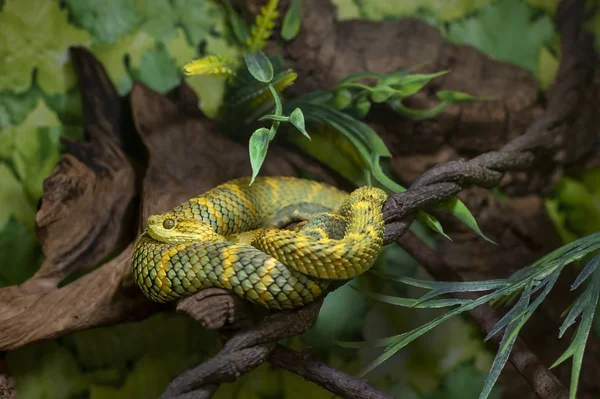 Yılan çalı yeşili, Atheris.