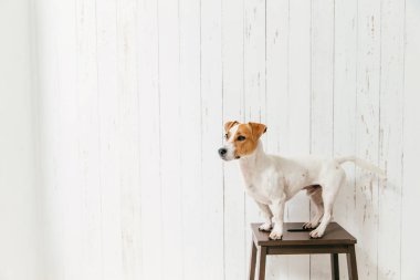 Kriko Rusya korkunç sandalyeye karşı mesafe içine odaklı beyaz ahşap duvar teşkil etmektedir. Güzel hayvan. Sevimli köpek kapalı oturur, akıllı görünüme sahip