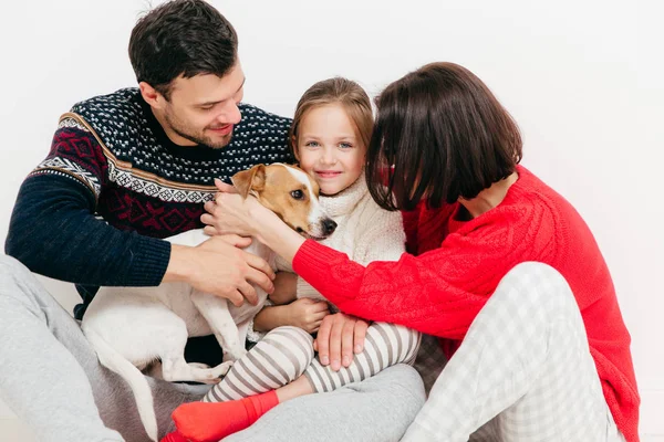 Three family members bought pedigree jack russell terrier dog, have happy expressions, isolated on white background. Glad lovely family enjoy togetherness. Small female child and her parents