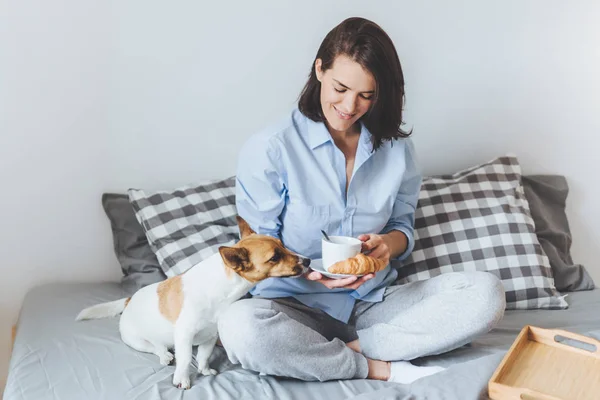 Pets, morning, comfort, rest and people concept. Beautiful woman has breakfast on bed, drinks coffee with croissant and her pet who is hungry, sit in bedroom. Female has snack at morning