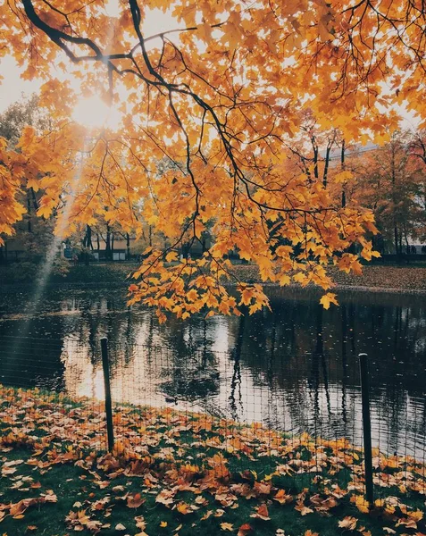 Пейзаж Красивой Реки Дерева Желтыми Листьями Солнце Светит Ясном Небе — стоковое фото