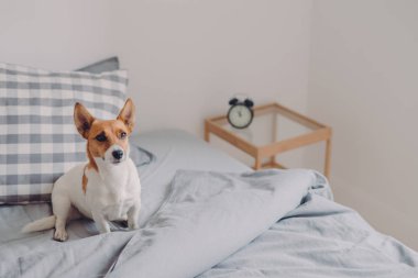 Safkan köpek pozlar rahat yatakta yalnız, sahibi, ana bilgisayara, sadık kalarak bekler kadeh iç iç üzerinde teşkil etmektedir. Hayvan yatak odasında
