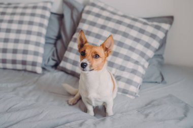 Safkan köpek rahat yatakta, yatay atış mesafe içine görünüyor, konfor rahat yatak odasında sahiptir. Soy ağacı evde beslenen hayvan birlikte uyku ana bilgisayar için bekler