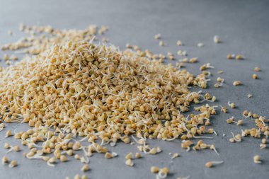 Gri arka plan üzerinde filizlenmiş yeşil karabuğday yığını. Çimlenmiş ham vejetaryen ürün. Büyüyen lahanalar. Sağlıklı yaşam tarzı kavramı