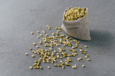 Tuval çuval taze filizlenmiş mung fasulye ve gri yüzeye yayıldı. Sağlıklı beslenme için yeşil organik gram. Çiğ Chickasano bezelye