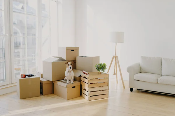 Moving Day Concept Leuke Binnenlandse Hond Poseert Buurt Van Kartonnen — Stockfoto