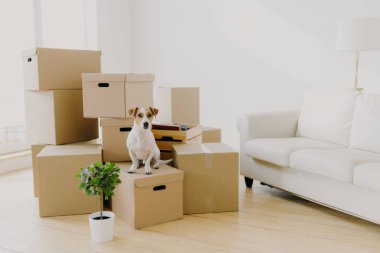 Hayvanlar, yer değiştirme ve taşınma konsepti. Küçük soylu köpek, kişisel ev sahipleriyle birlikte yaşayacağı yeri değiştiren, kanepeli boş bir oda gibi kutuların üzerine poz verir.
