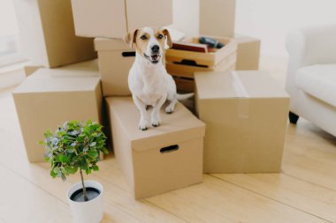 Küçük kahverengi ve beyaz Jack Russel Terrier 'in fotoğrafı karton kutularda poz veriyor, yanında yeşil palmiye saksısı var, ev sahipleriyle birlikte yeni evde taşınıyor. Hayvanlar, ipotek ve emlak kavramı