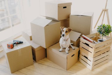 Evcil hayvan köpeğinin karton kutularda kişisel eşyalarla duruşu, tamiratın olduğu yerde duruşu, kapalı alanda bitki ve kitabın olduğu ahşap kutu, arka planda büyük pencere.