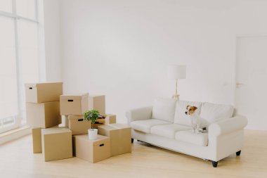 Rahat koltuktaki küçük köpeğin fotoğrafı geniş oturma odasında poz veriyor, aile eşyaları paketlerde, boş odadaki karton kutular, aydınlık duvarlar, büyük merak. Yeni evde Taşınma Günü