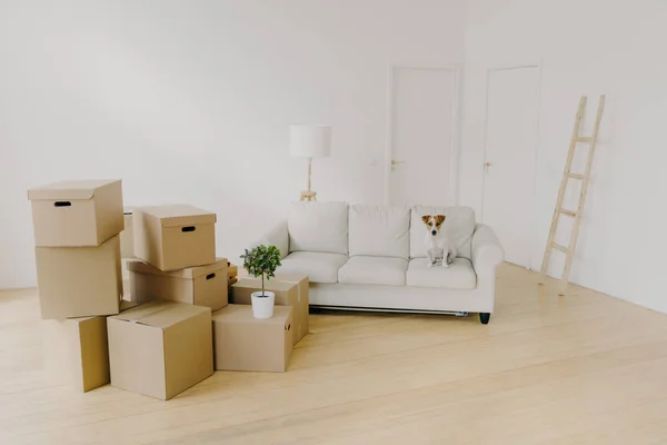 Salón Luminoso Vacío Con Sofá Mascota Pila Cajas Cartón Sin — Foto de Stock