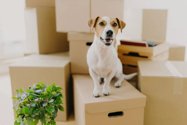 Komik köpek karton kutuların üzerine oturur, yakında yeşil bir bitki, yeni bir daireye taşınır, kahverengi kulaklı, beyaz kürklü, pahalı bir evde yaşamaktan mutlu. Hayvanlar, taşınma günü ve konut kavramı