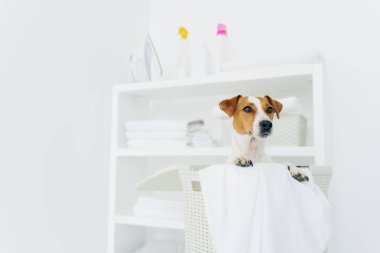 Jack Russel Terrier 'in havluyla çamaşır sepetindeki fotoğrafı, konsollu beyaz banyo odası. Yurt içi atmosfer. Çamaşır odası ve evcil hayvan.