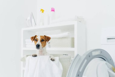 Çamaşır sepetindeki soylu köpeğin kapalı çekimleri, uzaklığa, çamaşır makinesine ve yanında deterjan bulunan konsola bakıyor. Hayvanlar, temizlik ve ev konsepti