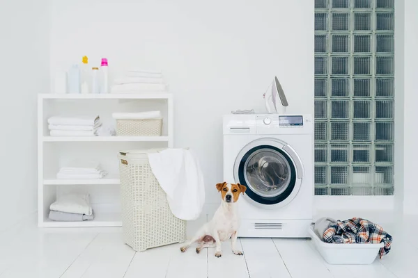 Pedigree perro posa en la sala de lavandería con lavadora y pila de ropa sucia en la cesta. Habitación doméstica interior. Pared blanca. Plancha para planchar ropa limpia — Foto de Stock