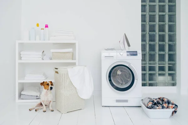 Jack russell terrier in bathroom with mashing machine, basket with laundry, shelf with folded linen and bottles with detergent, white walls. — Stock Photo, Image