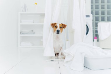 Çamaşır odasında Jack Russell Terrier 'in kapalı çekimleri çamaşır kurutma makinelerinde yıkanmış temiz çamaşırlar yıkanacak havlularla dolu leğen arka planda çamaşır makinesi.