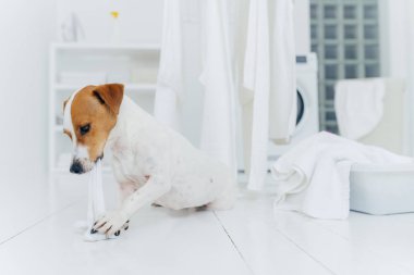 Jack Russell Terrier 'in yatay çekimi ev sahibi yokken beyaz keteni ısırdı. Çamaşır odasında çok işi vardı. Cezalandırılacaktı.
