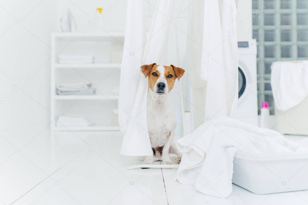 Indoor shot of jack russell terrier in laundry room, white fresh washed laundry on clothes dryers, basin with towels to wash, washing machine in background