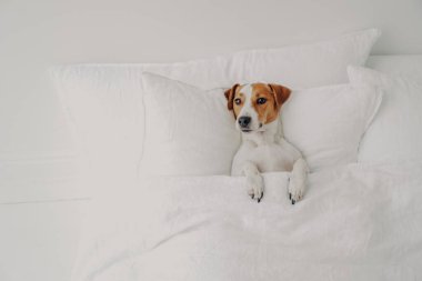 Küçük somurtkan köpeğin fotoğrafı yumuşak battaniyenin altında rahat bir yatakta uzanıyor, temiz beyaz yatak odasındaki rahat ev ortamının tadını çıkarıyor, sahibini bekliyor. Jack Russell Terrier insan yatağında dinleniyor..