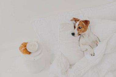 Aç Jack Russell Terrier lezzetli kruvasan ve kahveye iştahla bakar, beyaz battaniyenin altında yatar, hostes odasında vakit geçirir. Yatakta kahvaltı. Evcil hayvanlar konsepti