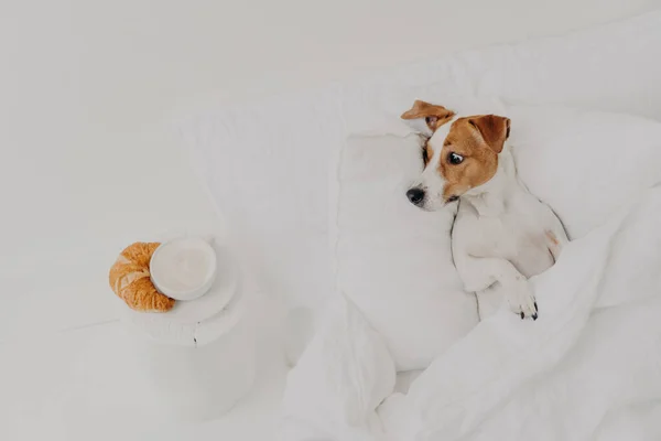 Hungry Jack Russel Terrier Looks Appetite Delicious Croissant Coffee Stays — Stock Photo, Image