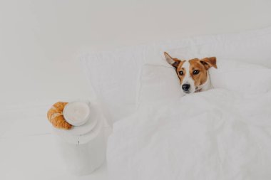 Küçük köpek yavrusu yumuşak battaniyenin altında beyaz rahat bir yatakta yatıyor. Yanında lezzetli kruvasan kapuçino var. Günaydın ve evcil hayvanlar konsepti. Jack Russel Terrier ferah beyaz yatak odasında dinleniyor.