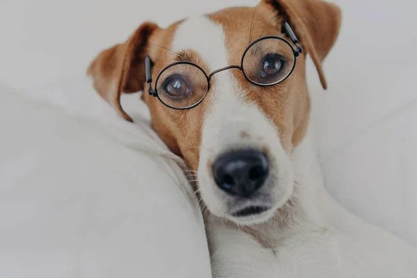 Close up shot of brown and white dog stays in bed, wears transparent round glasses and looks directly at camera. Jack russel terrier in eyewear. Intelligent pet in bedroom at home. Animals concept