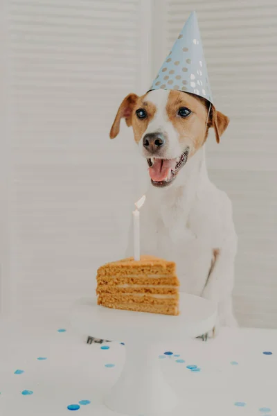 ジャックラッセルテリアの屋内ショットは 誕生日のおいしいケーキにろうそくを燃焼吹き テーブルの上に足を保持し パーティーの帽子を着用し 特別な機会を祝います 動物やお祝いの概念 誕生日犬 — ストック写真
